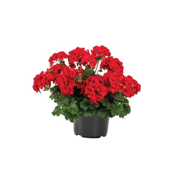 pelargonium-zon-sarita-dark-redC1C76DFE-1453-6415-DB1D-04680721CBD0.jpg