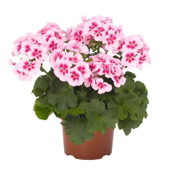 pelargonium-zon-sarita-white-splashF143F70C-7733-91AE-6D56-93107FB461BF.jpg