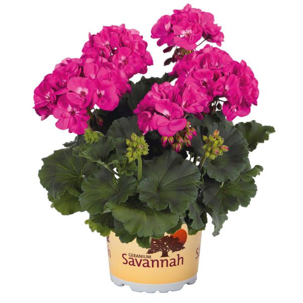 pelargonium-zon-savannah-blueC001C742-D527-3E70-0792-28D3E358258E.jpg