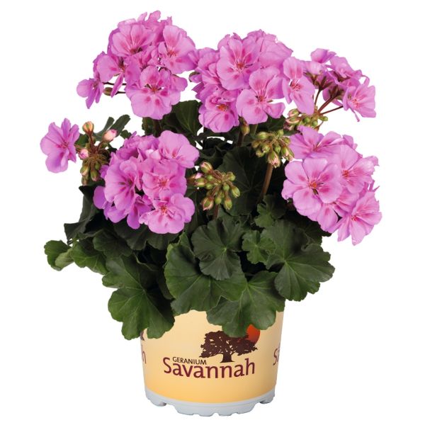 pelargonium-zon-savannah-lavender-splashB6FA056E-246A-26A2-5883-D44A175179E5.jpg