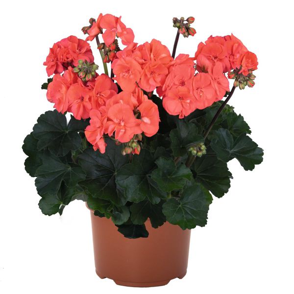 pelargonium-zon-savannah-light-salmon2D109690-D5E8-8263-B036-39B45F9BFA43.jpg