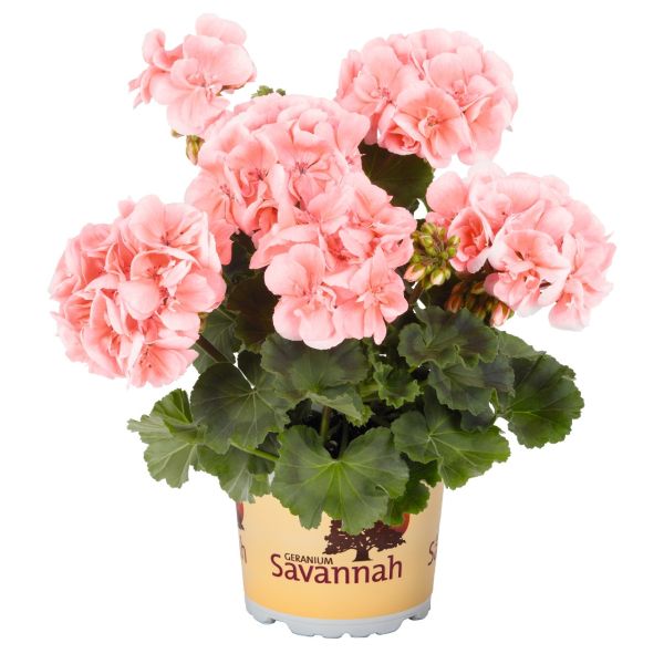 pelargonium-zon-savannah-light-salmon8461C0BC-0ABB-6229-B511-41F445405F10.jpg