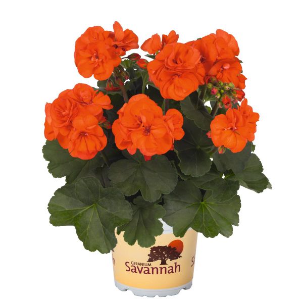 pelargonium-zon-savannah-oh-so-orangeB4D10AA9-2B55-1884-9B7F-BB2EC58E2FD4.jpg