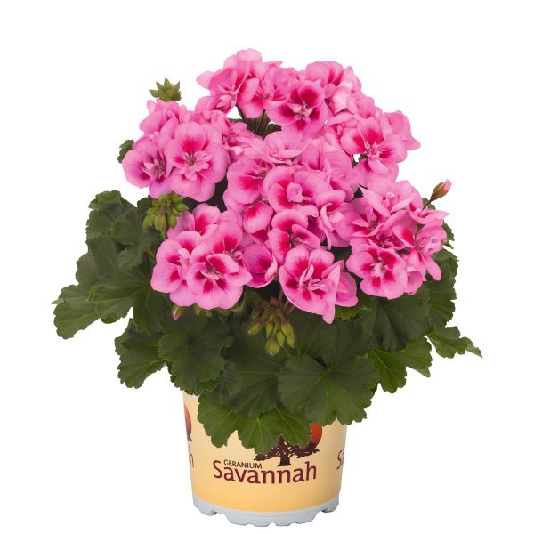 pelargonium-zon-savannah-pink-mega-splashD323BA26-F312-7E64-9AE8-42525B9F72AB.jpg