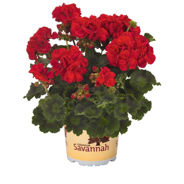 pelargonium-zon-savannah-really-redEE9F21D1-C97F-FAD8-D054-4F79FD932D3C.jpg