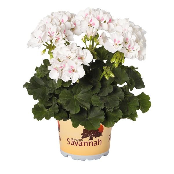 pelargonium-zon-savannah-white-parfait4D9020D9-FA40-95D0-80E4-DF2525862909.jpg