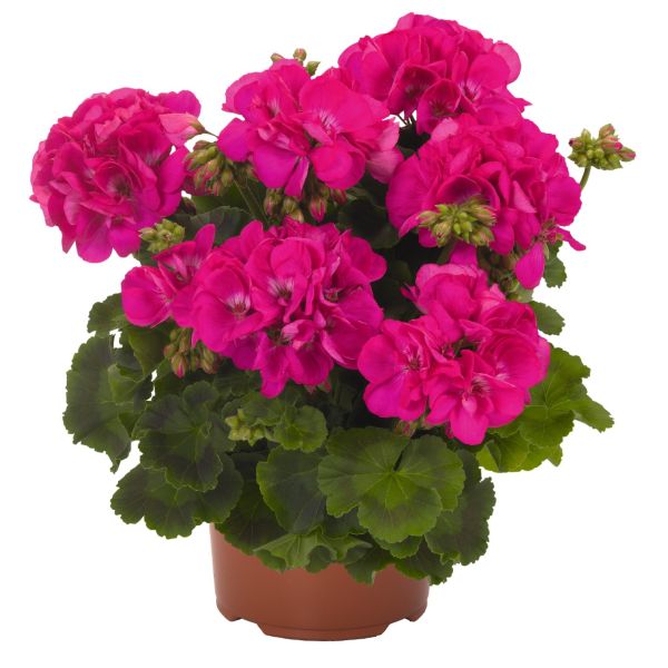 pelargonium-zon-survivor-idols-blueF4FDCE51-EE3E-19E3-104B-F72823B3EB1F.jpg