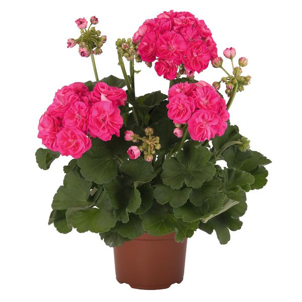 pelargonium-zon-survivor-idols-rosalindaA7EB565D-FB7C-FA46-1763-9EFAB85BE51D.jpg