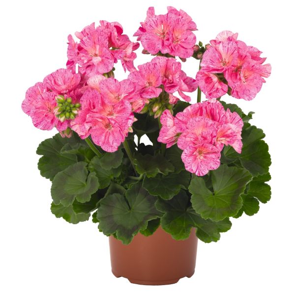 pelargonium-zon-survivor-pink-batik5B5AFBA8-1A12-3D69-BAA0-7694E99CF29F.jpg