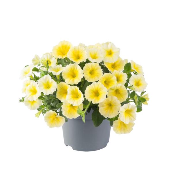 petunia-bee’s-knees-yellow2736CE70-A706-3F3D-5283-890BFA0A6959.jpg