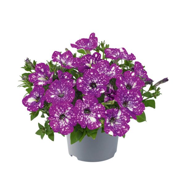 petunia-dolly-dots-ariesD4D257FA-0414-5DE4-449E-FC126567F543.jpg