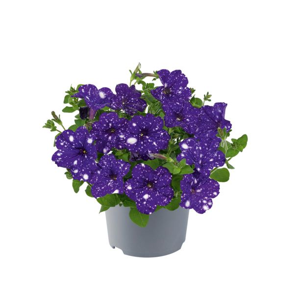 petunia-dolly-dots-virgo4738E410-E91B-1B81-30F6-7500DCBD0FD2.jpg