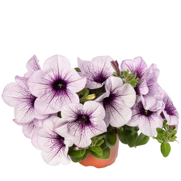 petunia-sanguna-mega-purpleveinAEA5AF5E-20A0-ACB4-3A0C-B68B0E4629EF.jpg