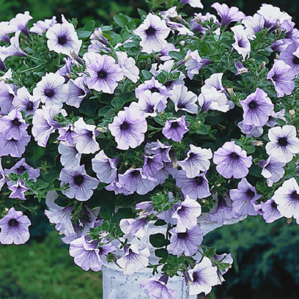 petunia-surfinia-blue-vein2DE6B168-B17A-66FD-8831-E6A7F31F0936.png