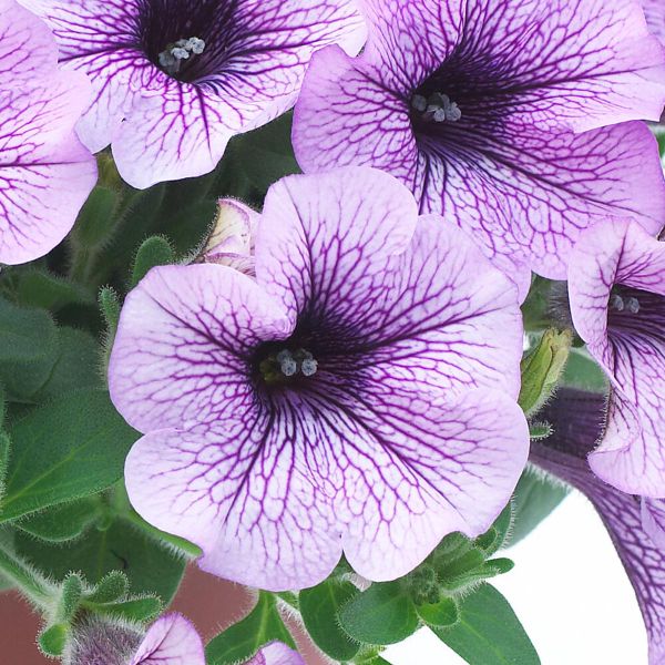 petunia-surfinia-compact-purple-weinFC1A2758-95E4-6280-76CF-DD605DF17A52.jpg