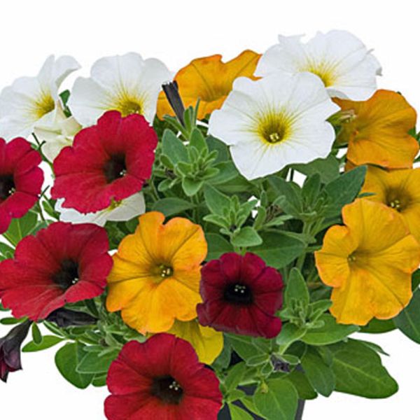 petunia-surfinia-triomio-beautical-sundownerBD3A80CE-25D7-69F7-5B81-11825288D0B6.jpg