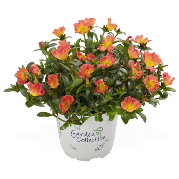 portulaca-cupcake-carrot-3830076763243DF47C4B7-D559-C9B2-3488-4316E44858CB.jpg