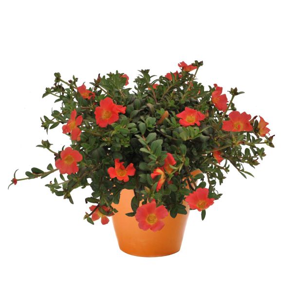 portulaca-cupcake-cherry-babyF8B42FCA-9420-011D-03F7-EA4EA13980FA.jpg