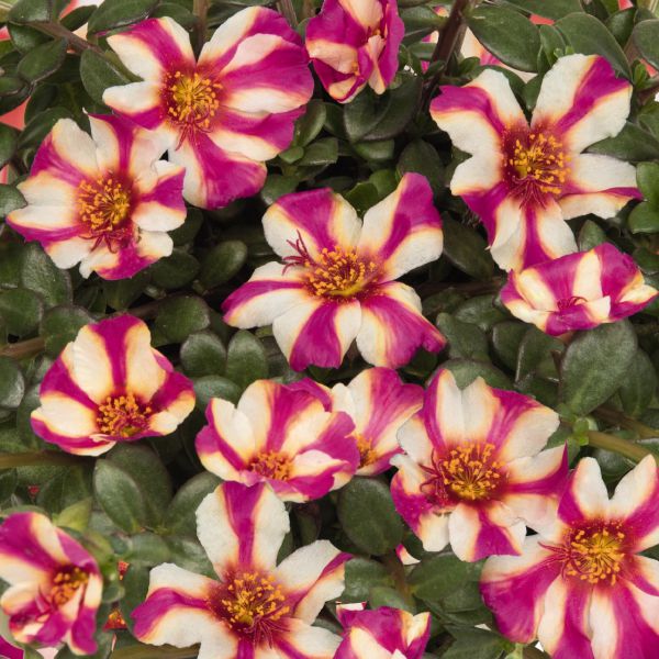 portulaca-cupcake-purple-touch39157859-208D-B1EB-9A75-31D264757D9C.jpg