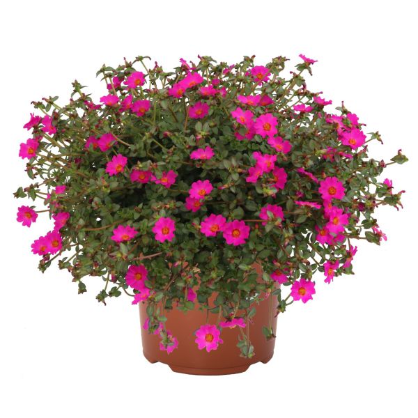 portulaca-cupcake-purpleF63B1C60-997C-7740-EA51-4182662C3094.jpg