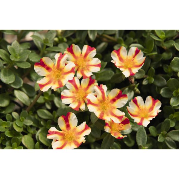 portulaca-cupcake-strawberry-banana21BD1001-A24A-5DA4-CDDE-B71C54741A01.jpg