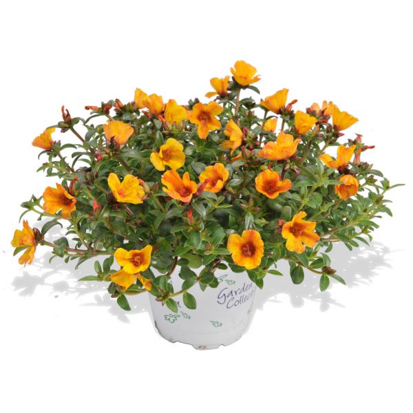 portulaca-cupcake-yellow-3830076763342EA001ADB-118D-3954-D6D8-22AB7E6703AD.jpg