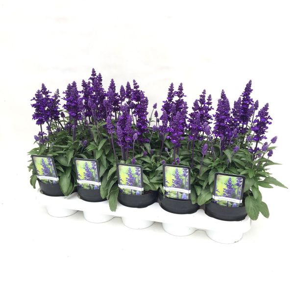 salvia-farinacea-farina®-blue-3830076763380ABAD7341-4BA8-D11C-25E1-4034817A0093.jpg