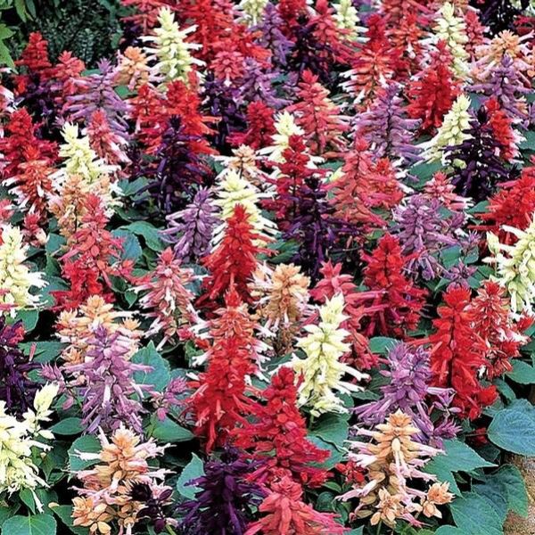 salvia-splendens-vista-mix40EC466B-789C-9E7D-21BA-B2A65B8318FE.jpg