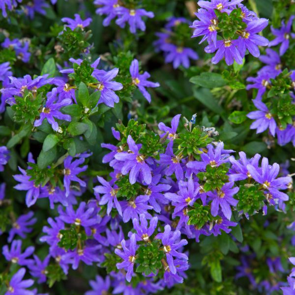 scaevola-aemula-fancy-blue-3830076763489E4191EB3-20D4-086B-3BB2-FF8918D97253.jpg