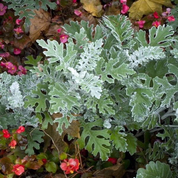 senecio-cineraria-maritima-silver-dust9874AB12-7C8E-7A43-0A62-BF8D9288B7A5.jpg