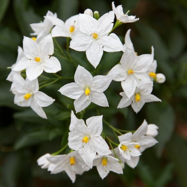 solanum-jasminoides-1AA658B9D-46A0-C78B-B81B-F0100A4E0744.jpg