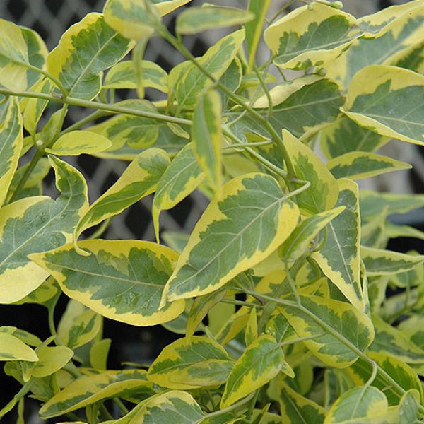 solanum-jasminoides-pisanolistniCB4474AE-0479-E010-4A2F-CA6872D4CDFC.jpg