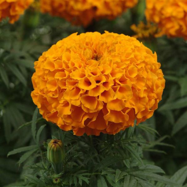 tagetes-erecta-taishan-orange-383007676353340C8E2CD-78C5-A003-8DDE-EDF639CB9F64.jpg