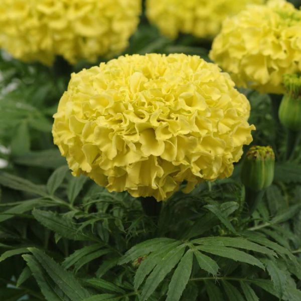 tagetes-erecta-taishan-yellow-383007676354005E4BB1A-31BE-9149-BBC2-45E90EDBA2EB.jpg