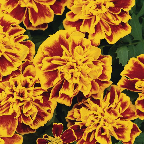 tagetes-patula-nana-bonanza-bee-383007676356413E08FDD-5A25-C974-2846-6CFD06AF216E.jpg