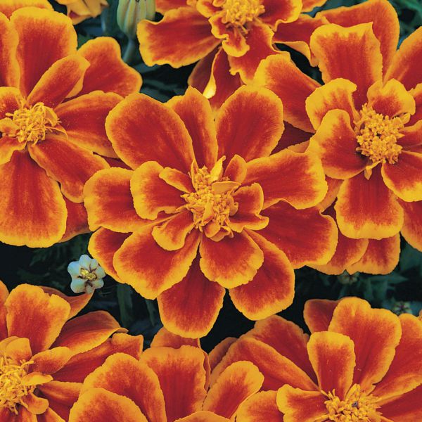 tagetes-patula-nana-durango-flameD31EEF2A-E0D7-B730-D854-B911A0888599.jpg