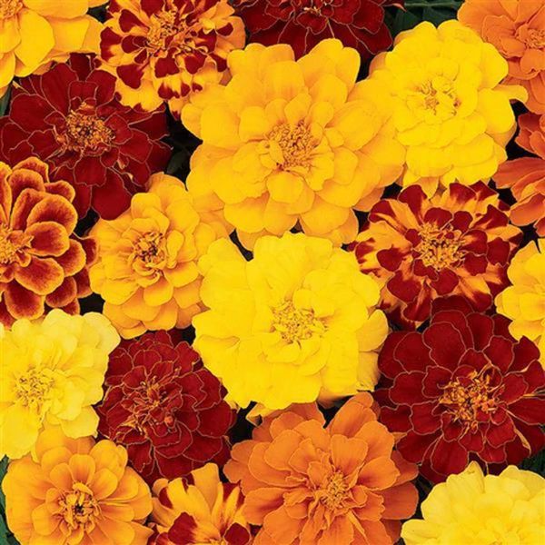 tagetes-patula-nana-durango-mixD17813FD-233C-29FE-B461-4DA939D0F096.jpg