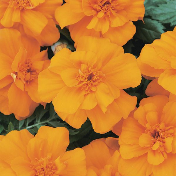 tagetes-patula-nana-durango-orangeF450CF9E-0C83-02B0-E3C5-4EAA2C16650E.jpg