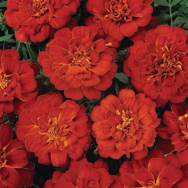 tagetes-patula-nana-durango-red75154DBB-1921-4586-043F-5A0D32D8A5F2.jpg