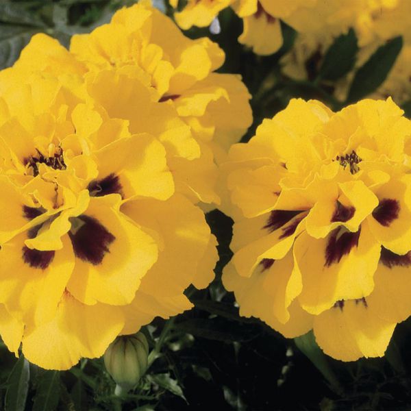 tagetes-patula-nana-durango-yellow-fireB968C9DE-DA1A-B3DE-8DBD-4B94B412637E.jpg