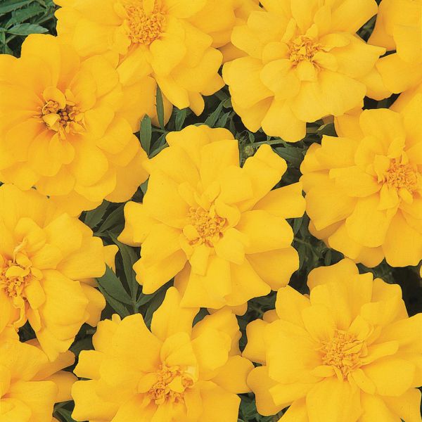 tagetes-patula-nana-durango-yellow25B7DD92-43BD-2F02-A9EE-EE6FBE5BE85C.jpg