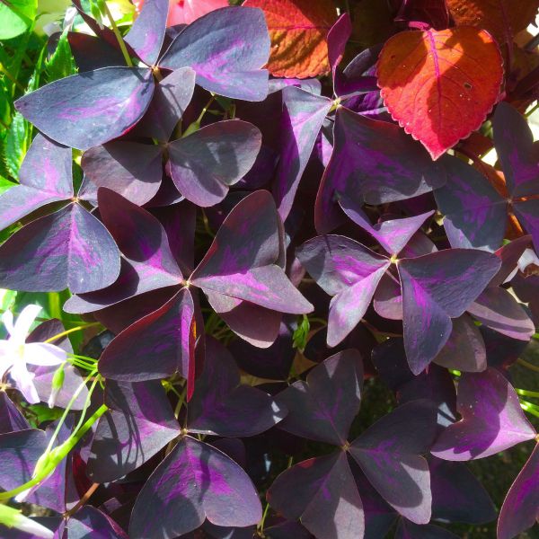 oxalis-dark-form-3830076762178E82ACA80-2A3C-F0D1-04FC-6C089A32150E.jpg