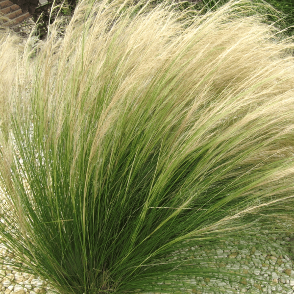 stipa-tenuissima-ponytails3C5D1596-4E80-1E87-6E86-96B8BBD7BDE4.png