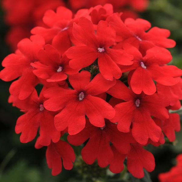 verbena-drums-red-3830076763755E64E5DFE-DE8A-B10F-DC64-0565D100D59E.jpg