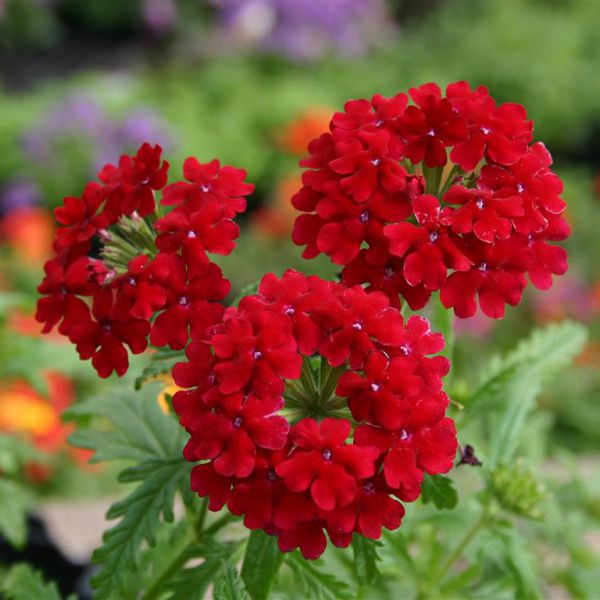 verbena-vectura-dark-red0DC7E401-CFE6-D2DA-E322-3C363C9987C4.jpg