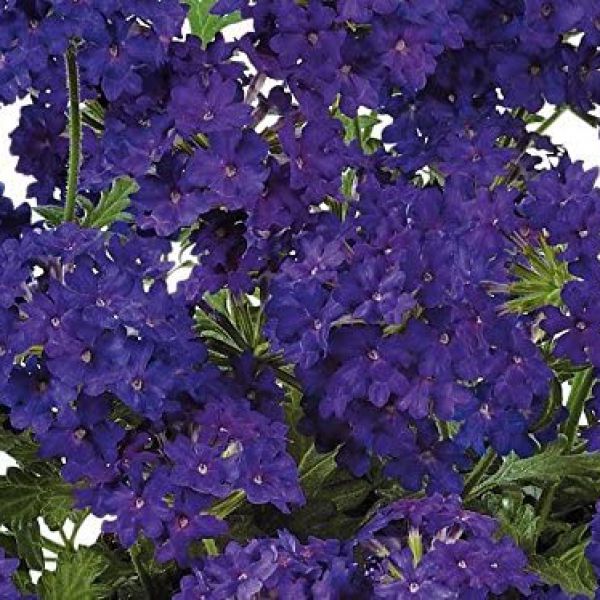 verbena-vectura-deep-blue4D33EB6A-F830-97EC-904F-43DBEFEE513A.jpg