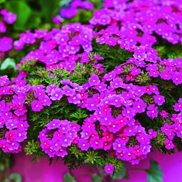 verbena-vectura-pinkB0DBECE7-16AC-6E4F-C73A-AF47BEA93735.jpg