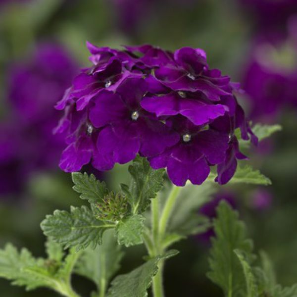 verbena-vectura-purple033359C0-8BE6-8A8A-8ADB-E198A51D787C.jpg