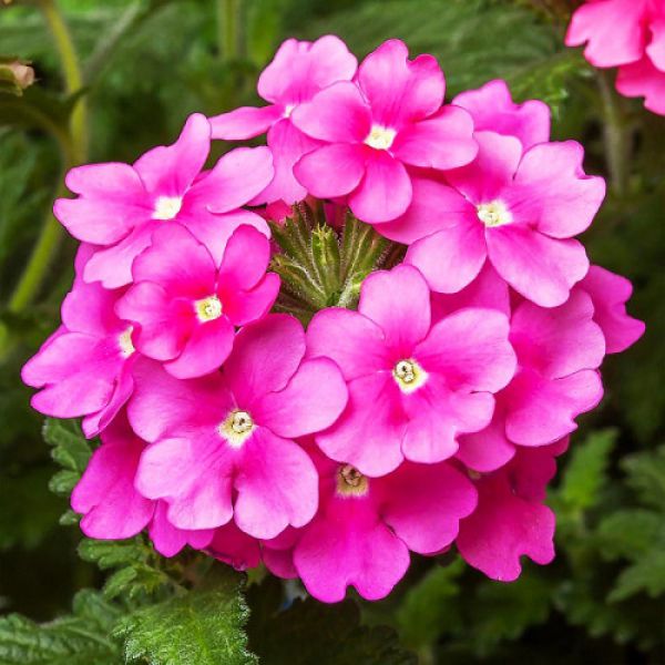 verbena-vectura-rose7ACCFB91-4D42-0843-6333-A3EBBD0F05BE.jpg