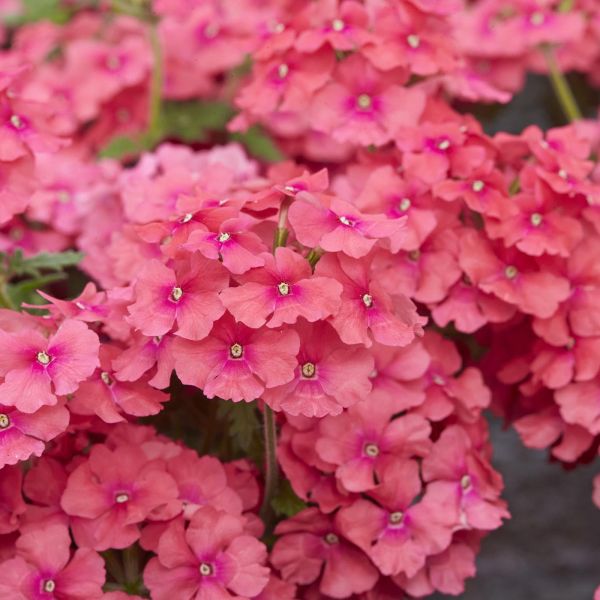 verbena-vectura-salmon-roseA7B68FA8-63E9-F08A-956C-FA42C8AA7BC7.jpg